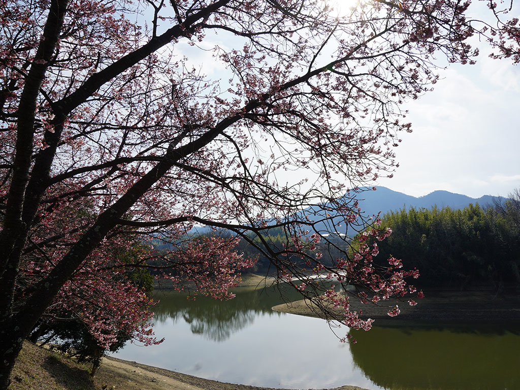 寒桜と水橋池