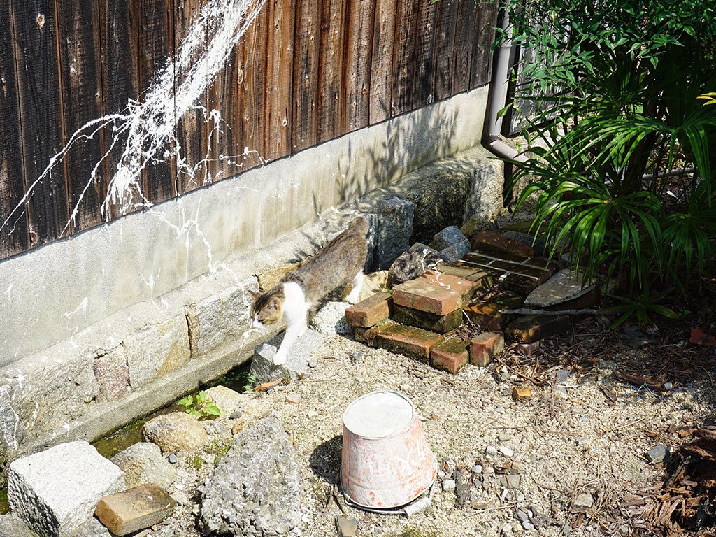 粟島のArt canvas AWASHIMAで出会った猫の様子を撮影した写真