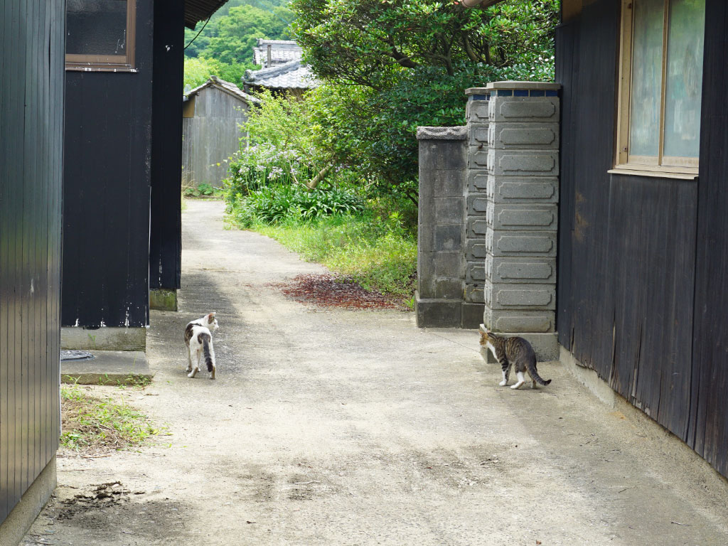 粟島の西浜周辺にいた島猫たちの様子を撮影した写真