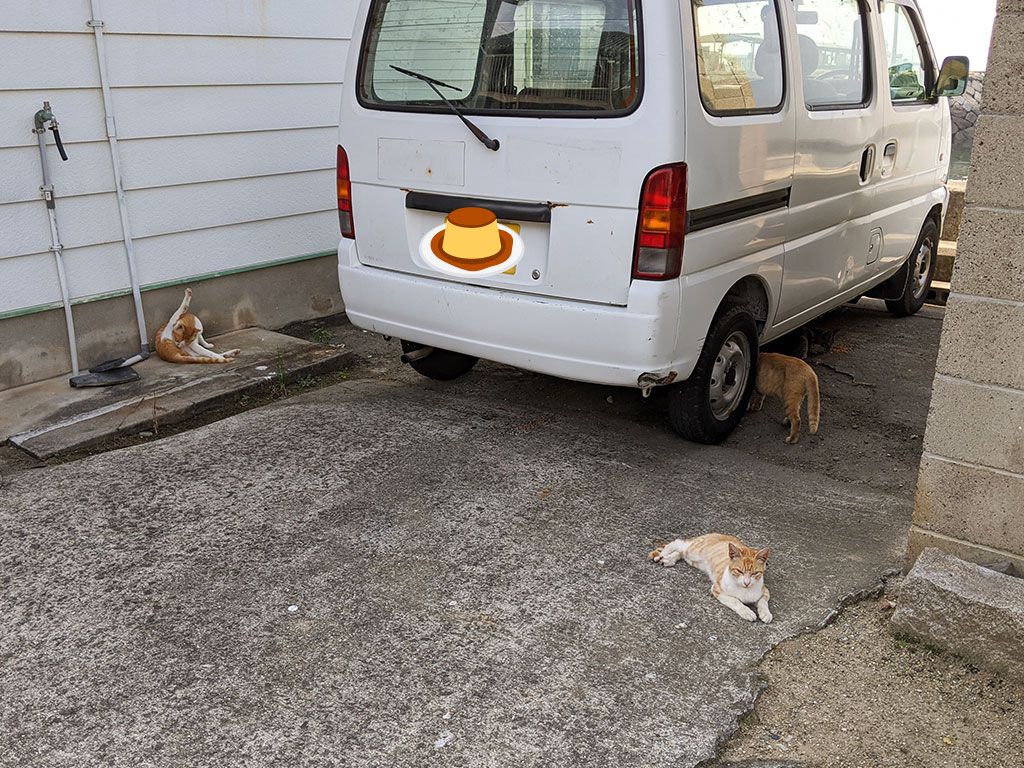 粟島のギフトショップにしやま周辺にいた島猫たちの様子を撮影した写真