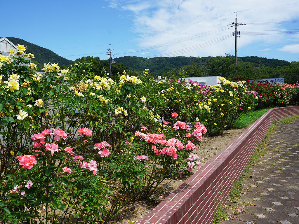 園内に咲くたくさんのバラ01