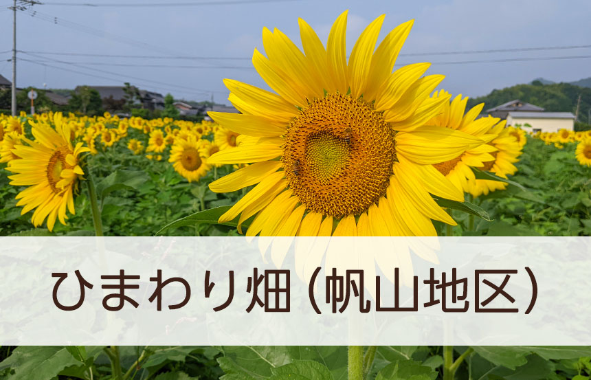 22年夏のひまわり畑 帆山地区 四国なおスコblog